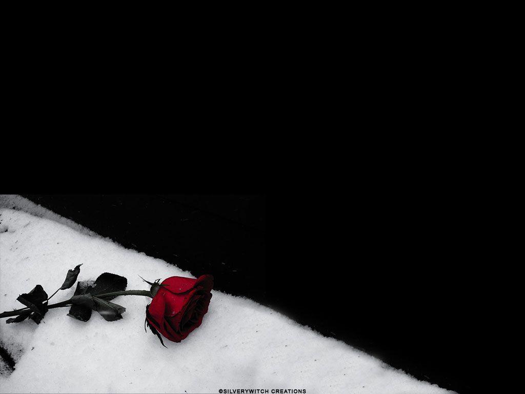 Rosa nera con cornice ornamentale, 1024x768 HD, PC