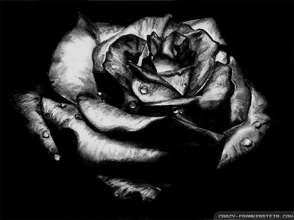 Rosa nera gotica sfondo scuro, 1024x768 HD, PC
