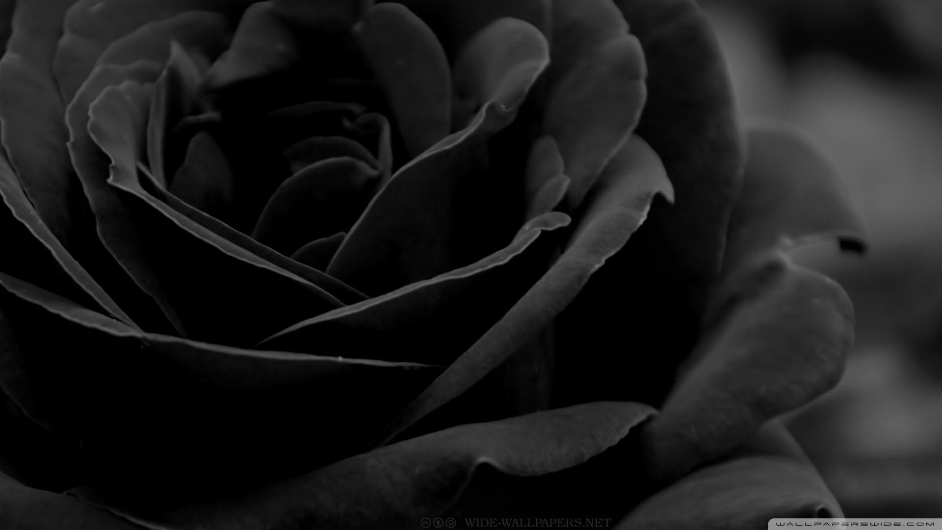Rosa nera gotica sfondo scuro, 1440x900 720p, PC