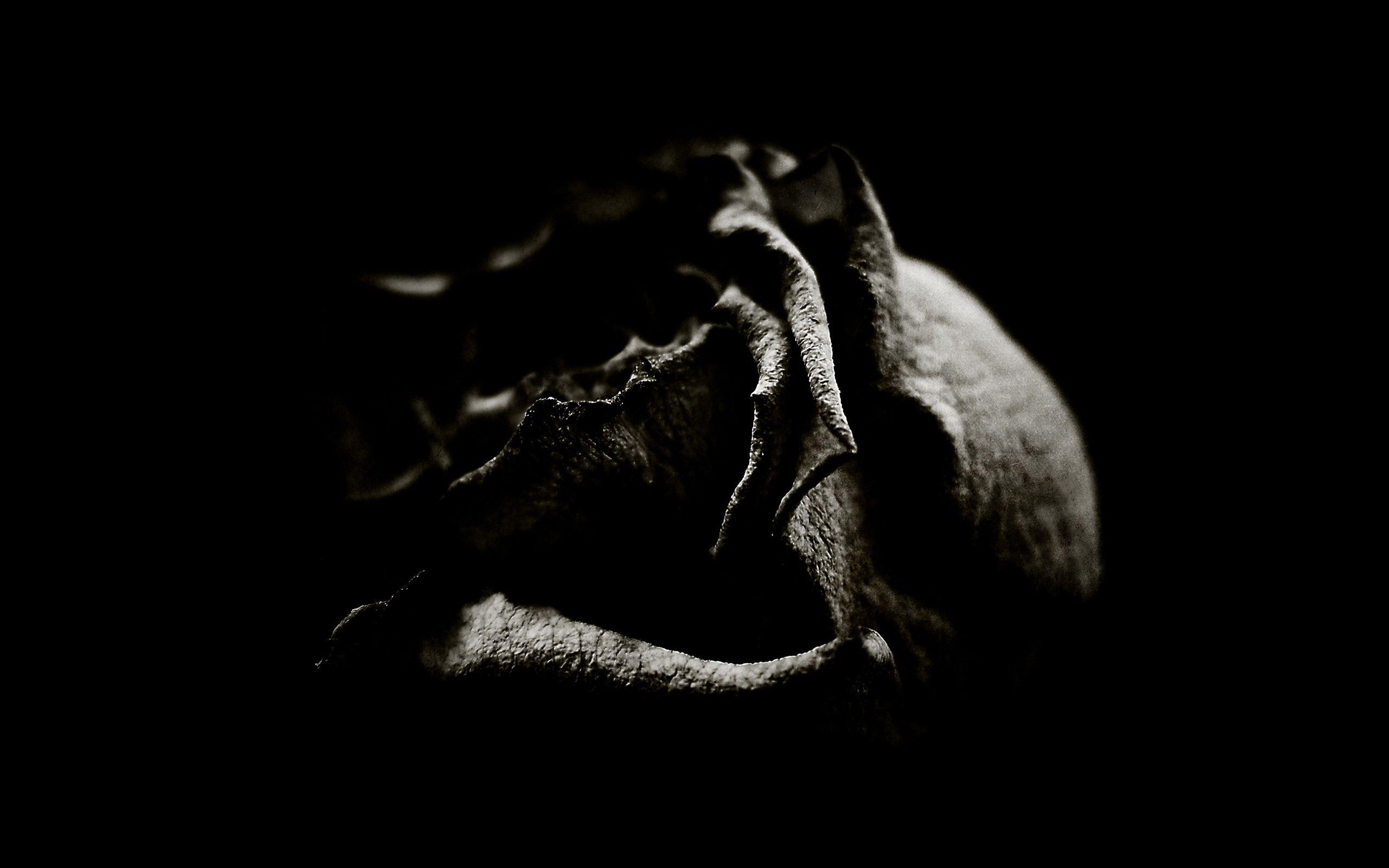 Rosa nera gotica primo piano, 1920x1080 1080p, Desktop