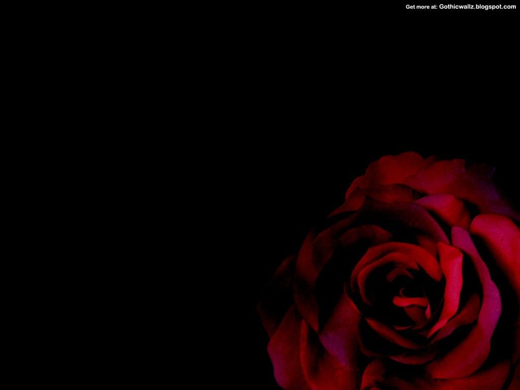 Rosa nera gotica scura, 2560x1600 2K, Laptop