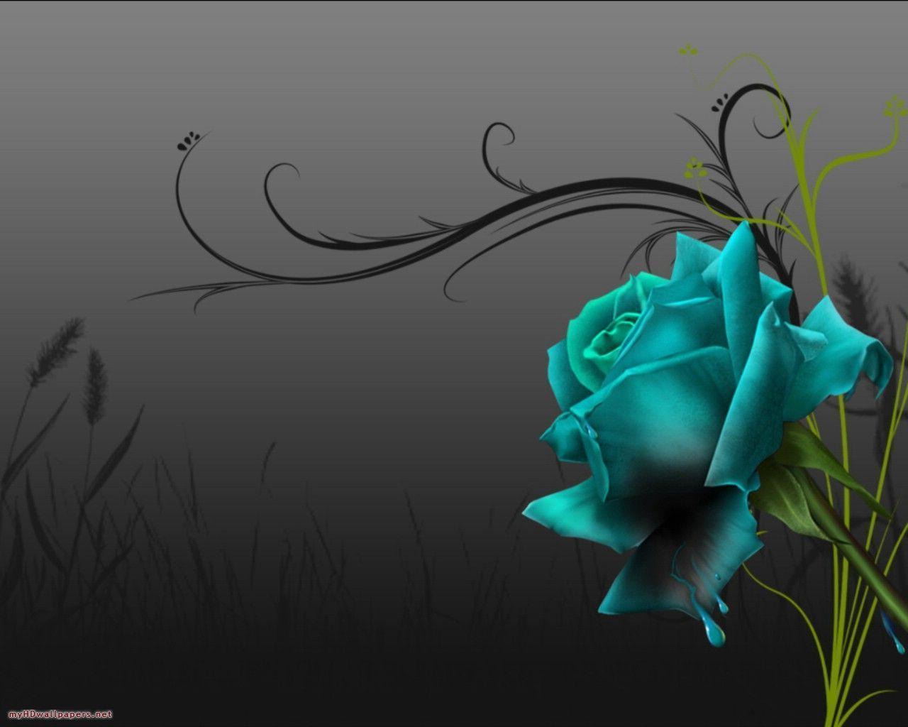 Rosa rossa scura su nero, 1024x768 HD, PC Desktop