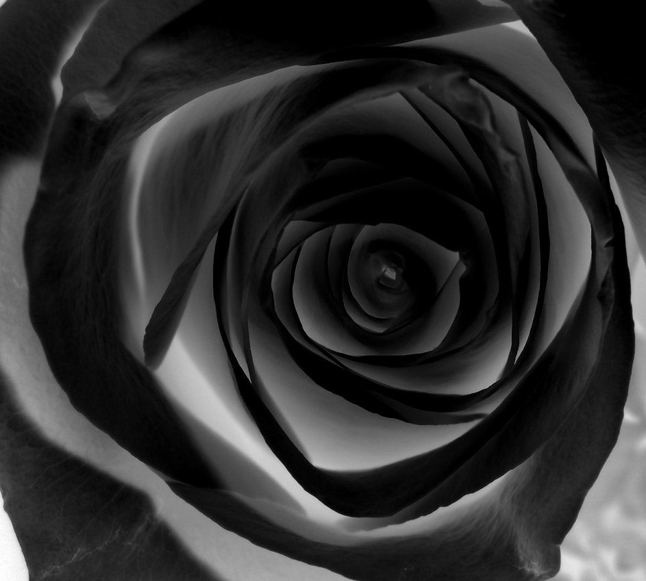 Rosa gotica nera macro, 943x848 HD, Desktop