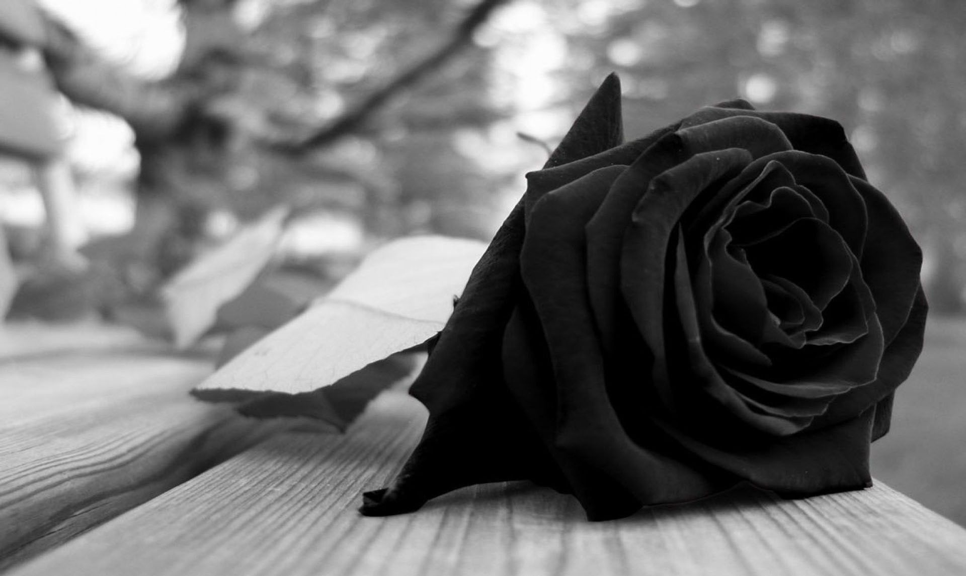 Rosa rosa su sfondo nero, 1080x1920 Full HD Verticale, iPhone