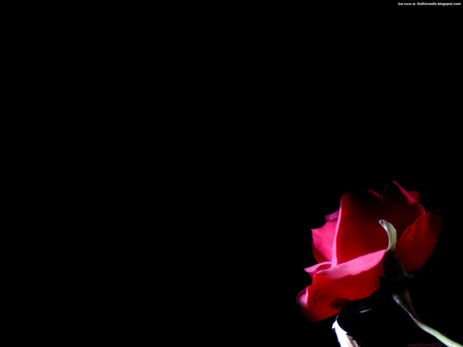 Rosa rossa sulla neve, 1024x768 HD, Desktop