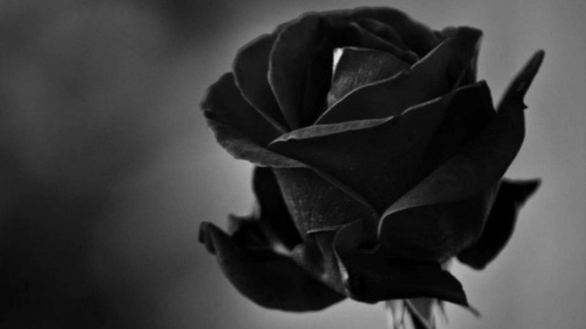 Rosa nera su legno, 1920x1146 Full HD, Desktop