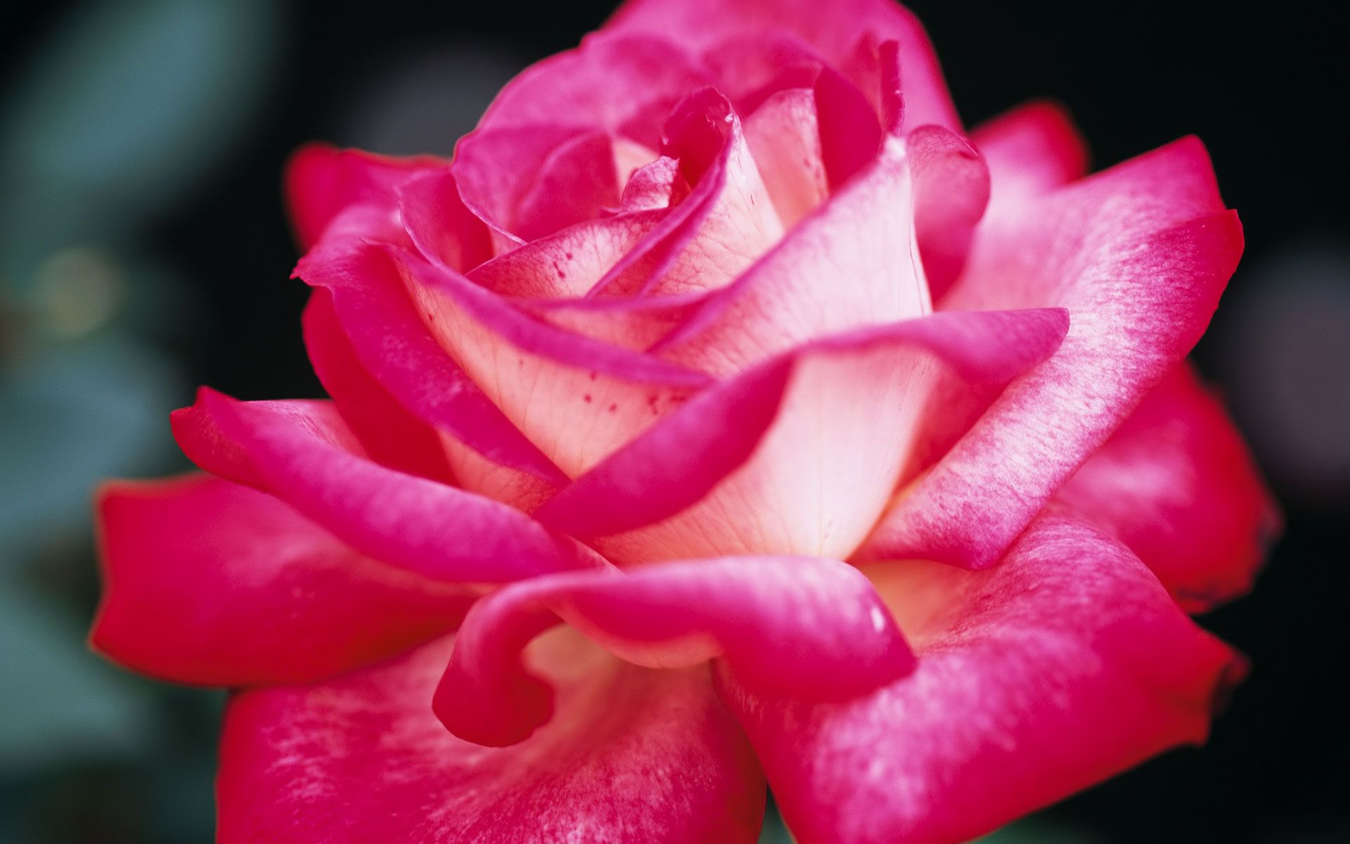Rosa rosa e bianca, 1920x1200 WUXGA, Desktop