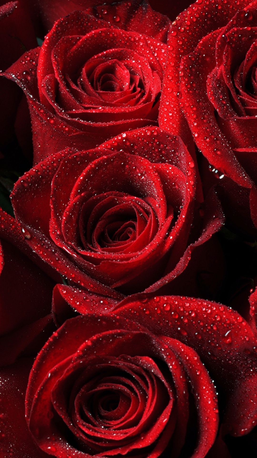 Rose rosse con rugiada, 1080x1920 Full HD Verticale, Smartphone