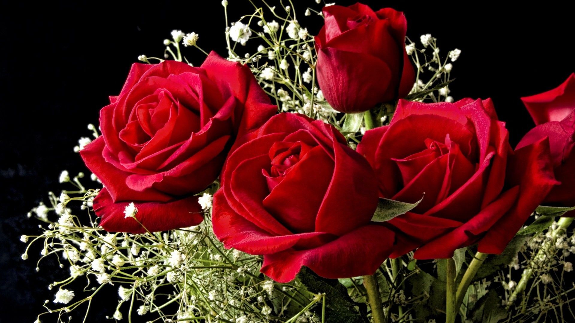 Rose rosse con fiori bianchi, 1920x1080 1080p, PC