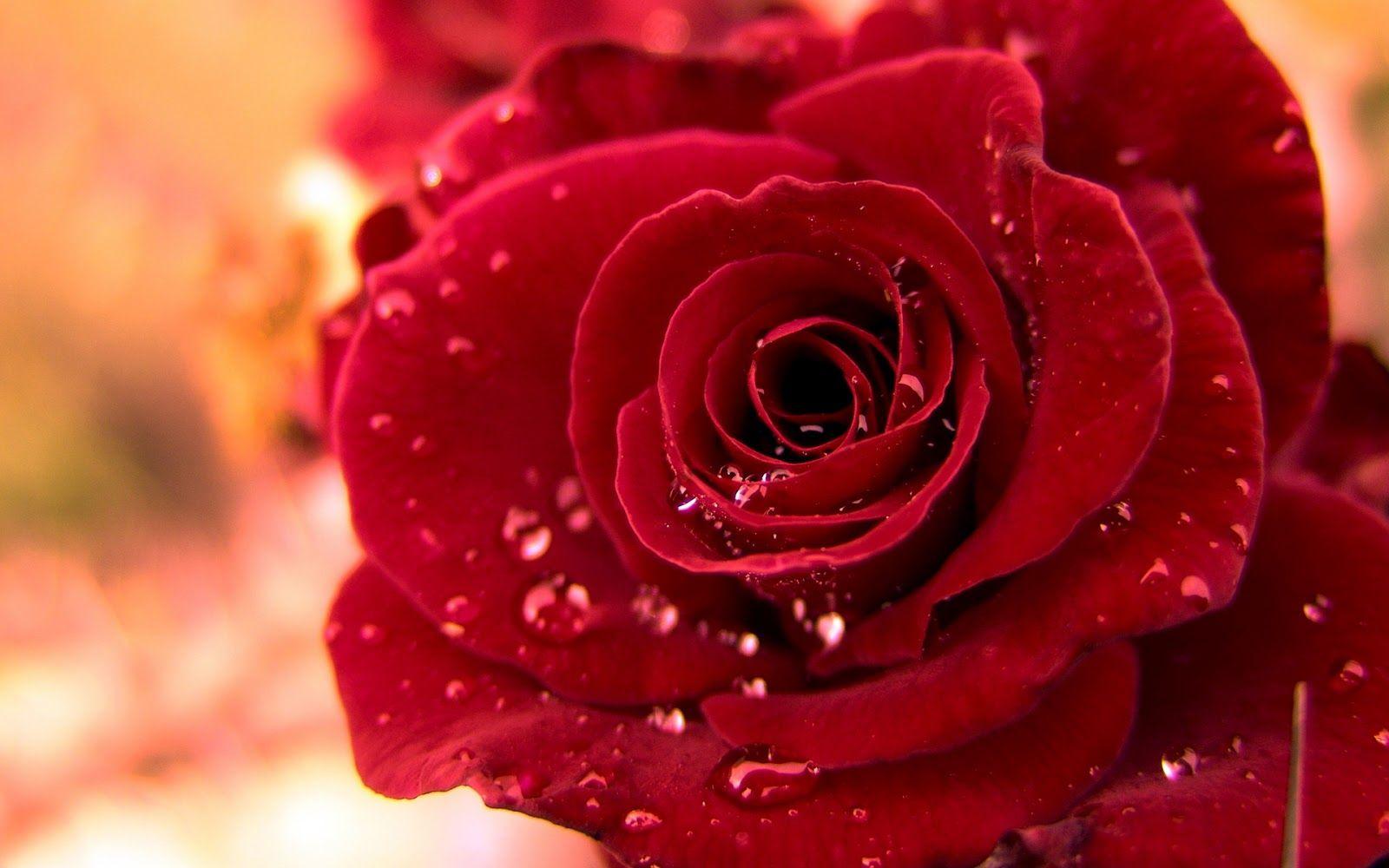 Rosa rossa con gocce d'acqua, 1600x1000 HD Ready, PC