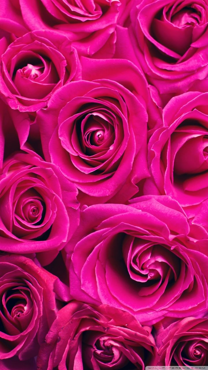 Rose rosa fucsia ravvicinate, 720x1280 Verticale, Mobile
