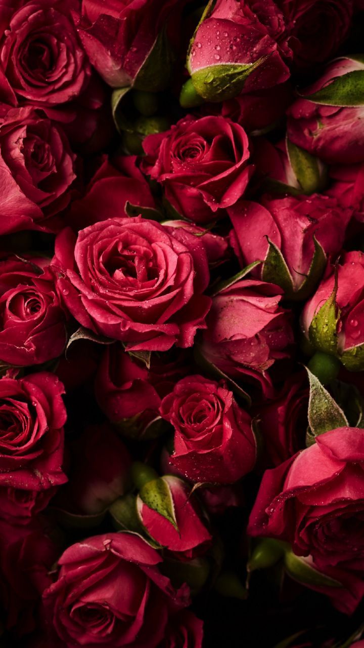 Rose rosse con gocce d'acqua, 720x1280 Full HD Verticale, Smartphone