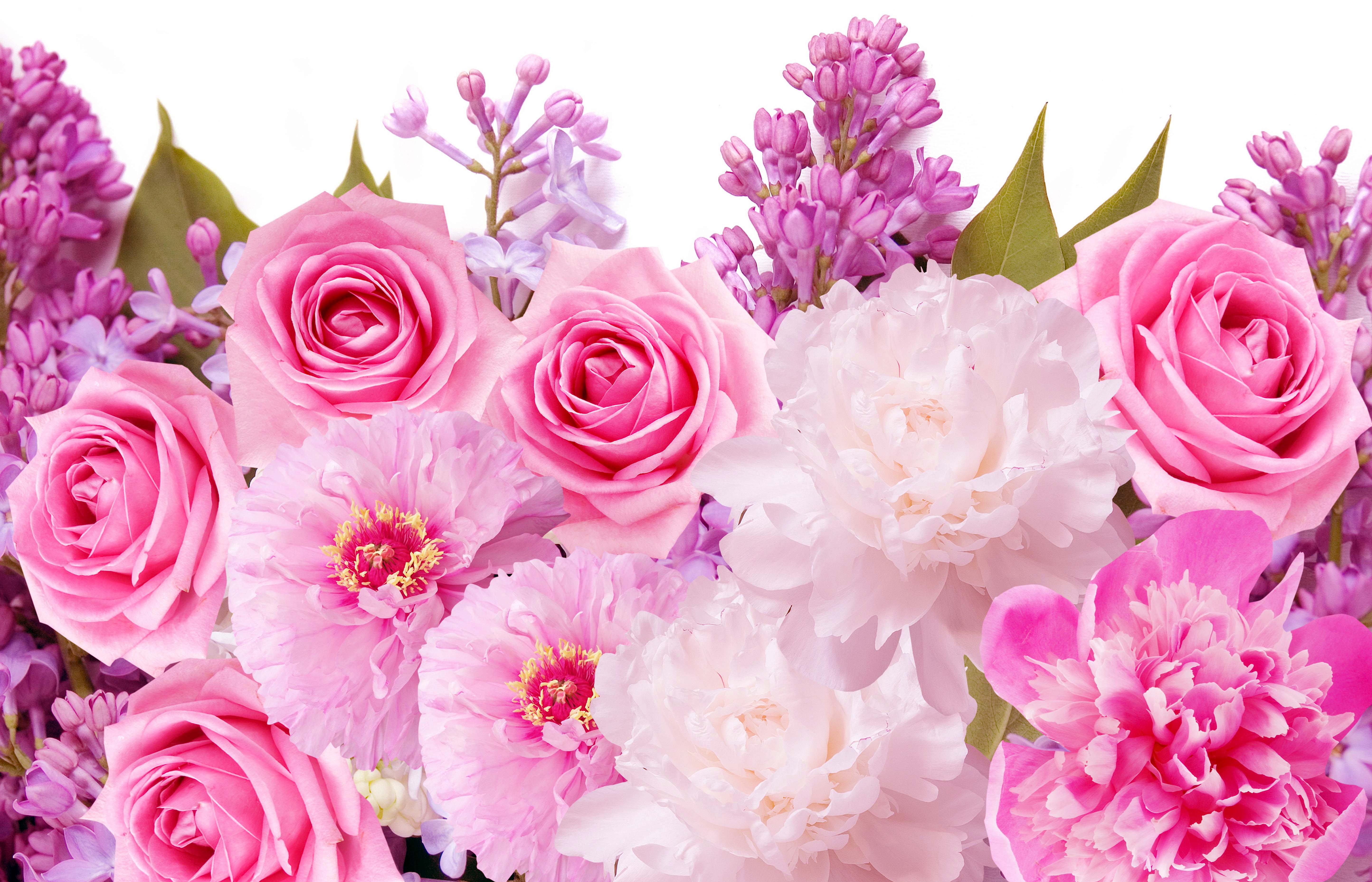 Rose rosa e fiori lilla, 5777x3715 4K Ultra HD, Monitor 4K