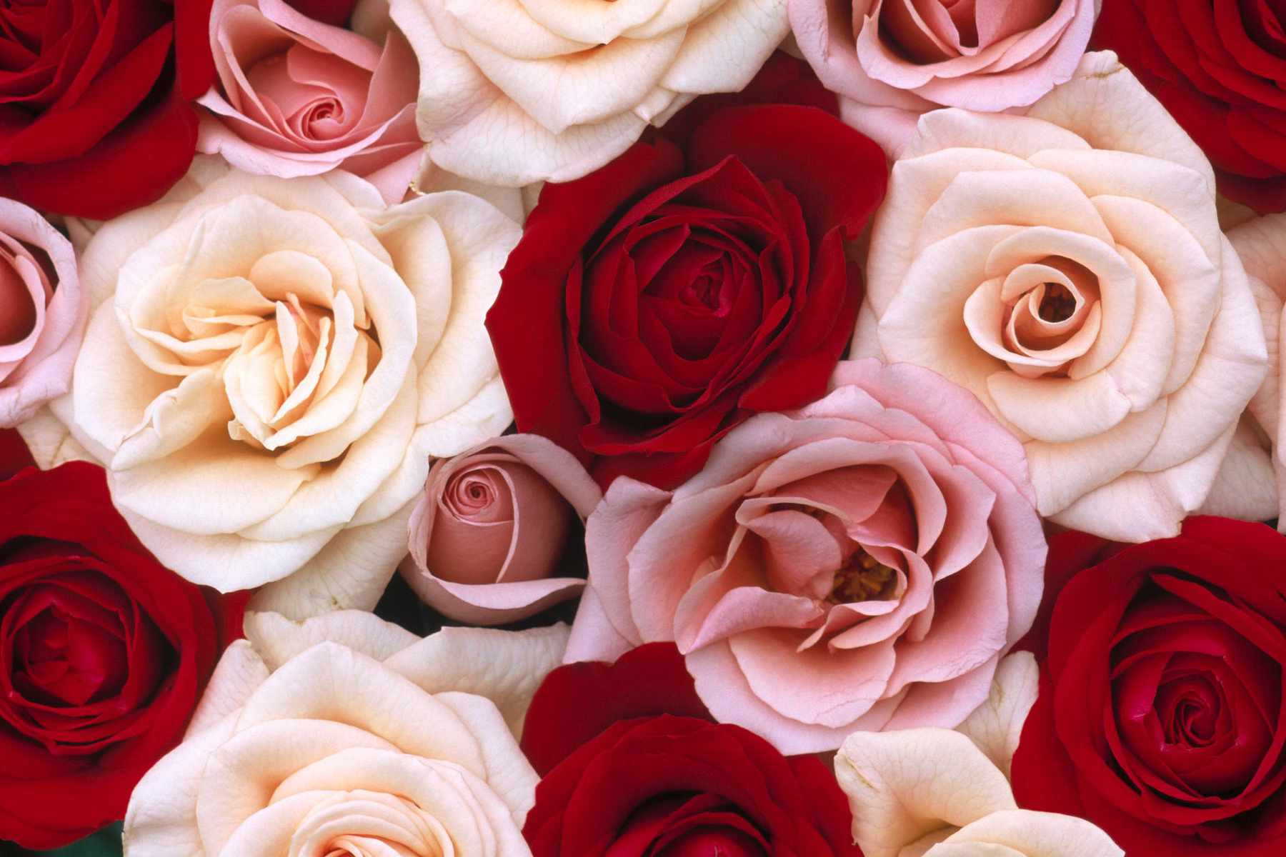 Rose rosse rosa e crema, 1800x1200 HD, PC