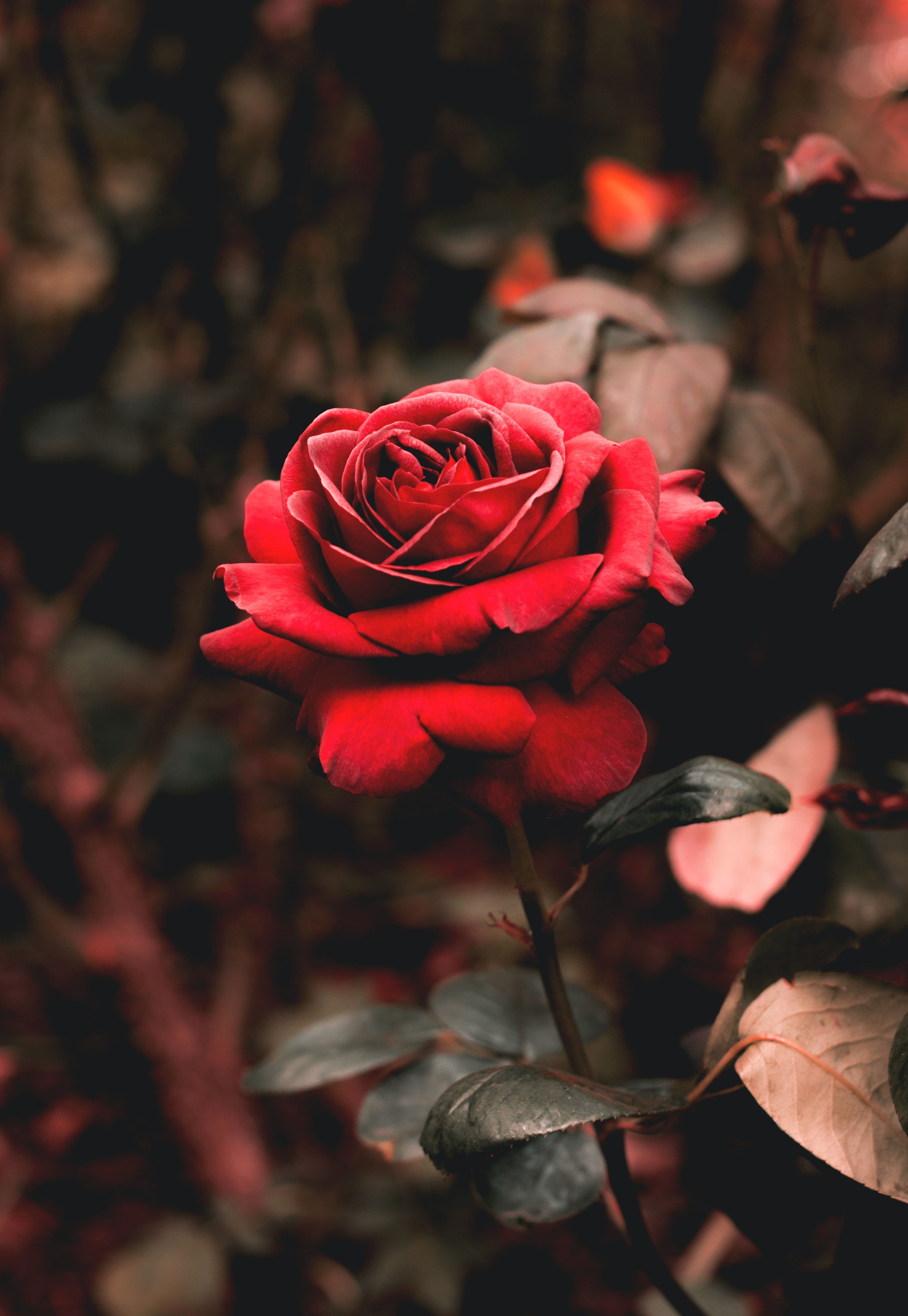 Rosa rossa su sfondo scuro, 3488x5056 Full HD Verticale, Smartphone
