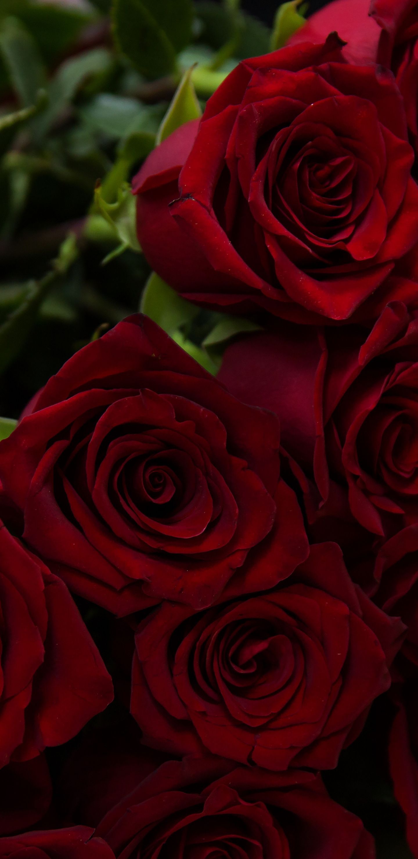 Rose rosse in bouquet, 1440x2960 Verticale, Telefono