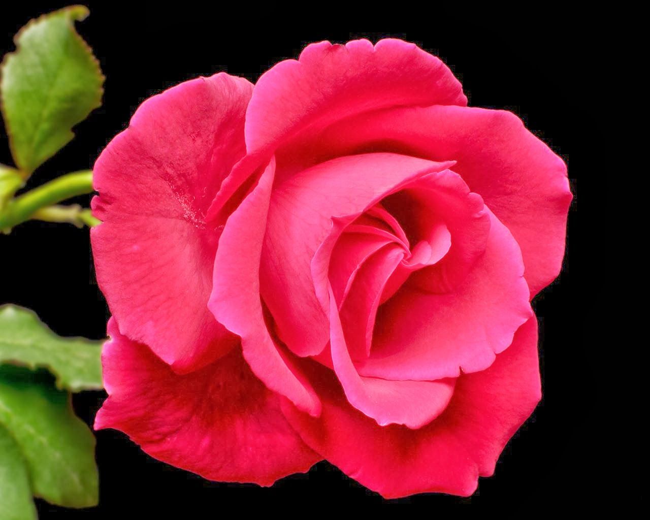 Rosa rosa su sfondo nero, 1280x1024 720p, PC