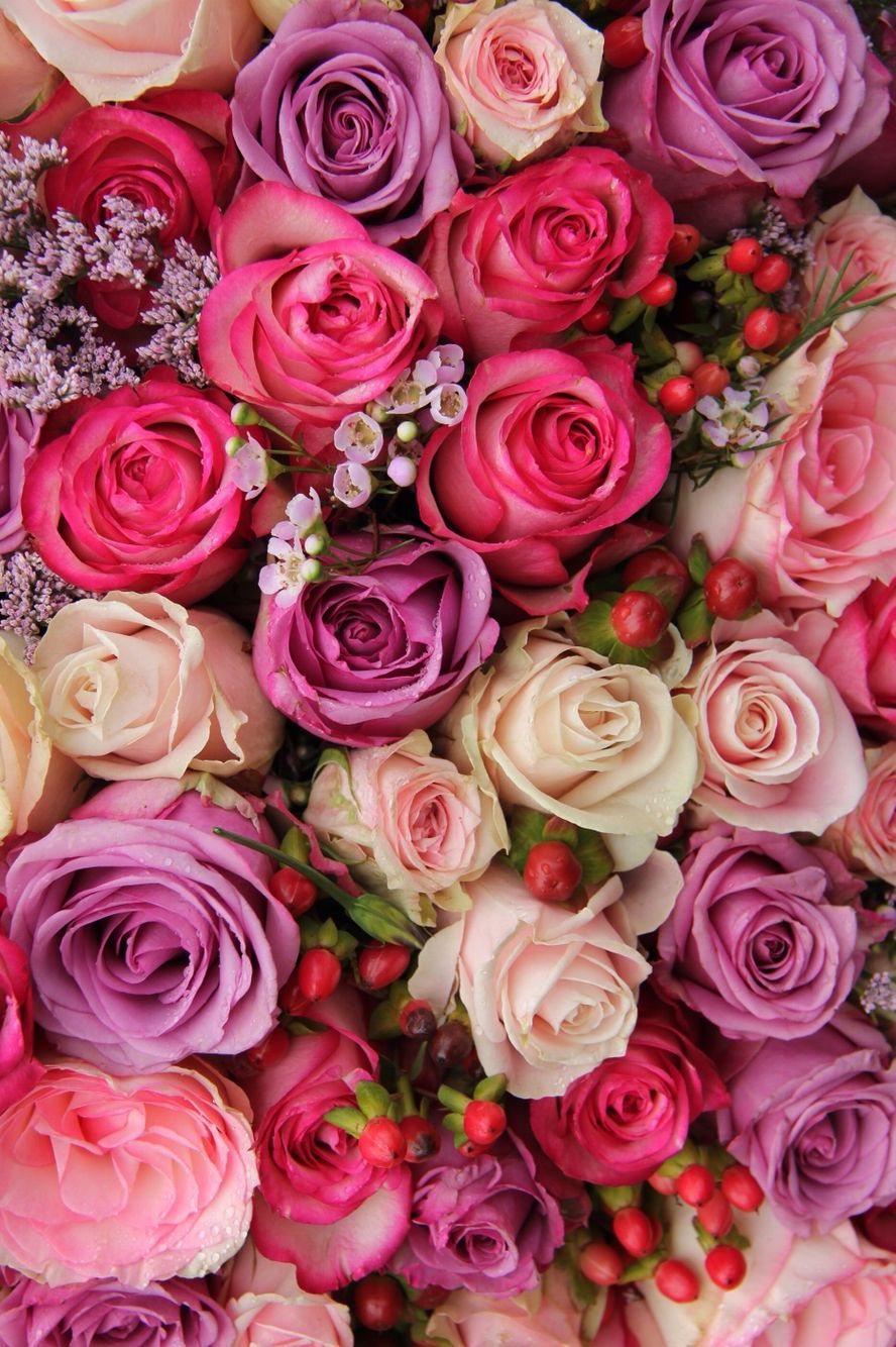 Rose rosa e viola, 888x1334 Verticale, Xiaomi