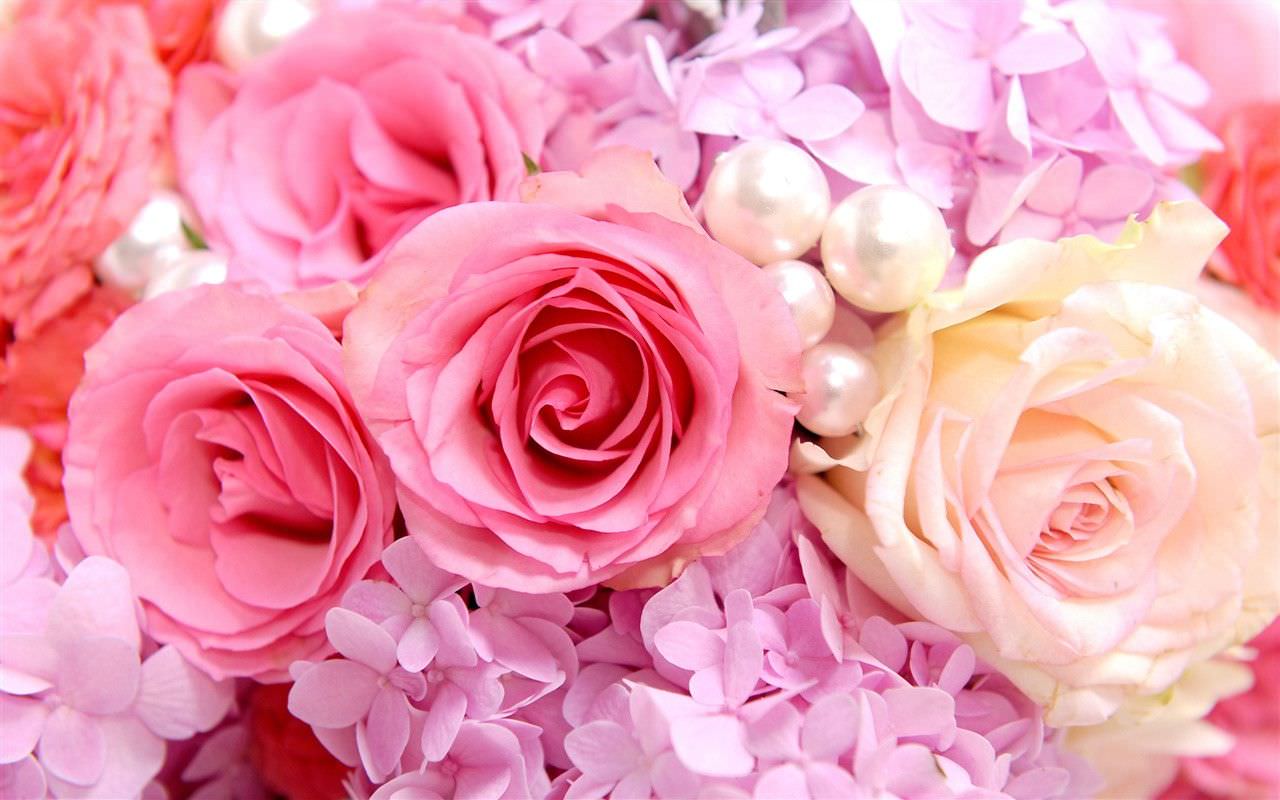 Rose rosa e perle, 1280x800 720p, Laptop