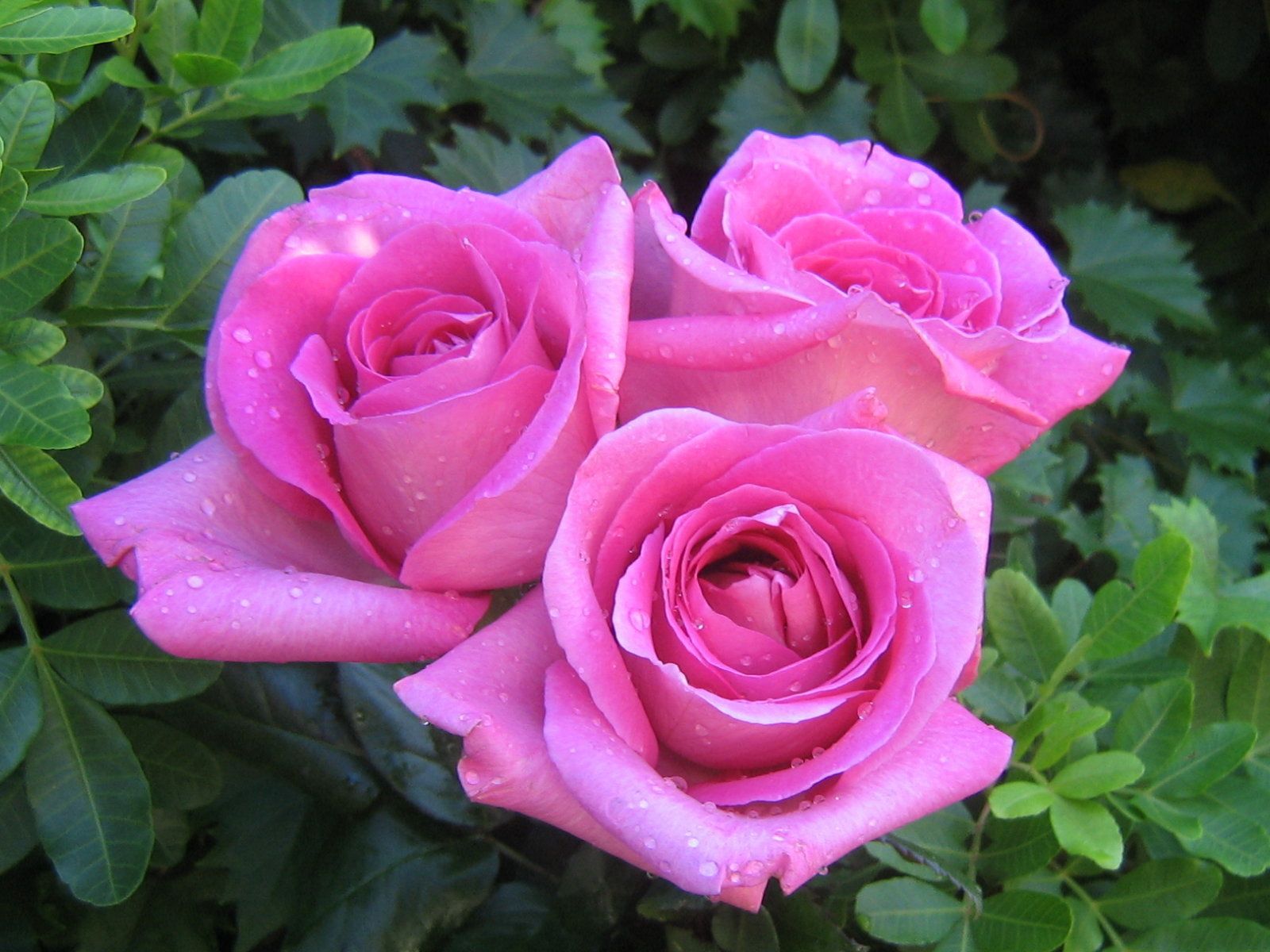 Rose rosa con gocce d'acqua, 1600x1200 HD, Lenovo Legion
