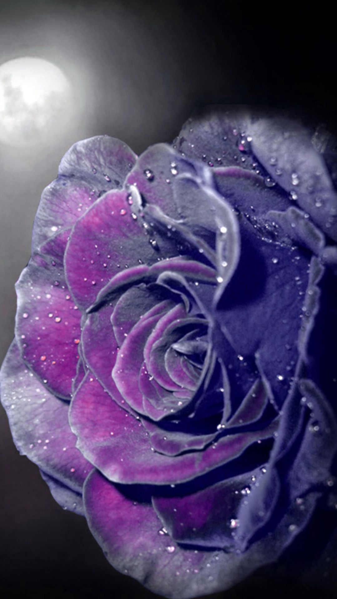 Rosa viola con gocce di rugiada, 1080x1920 Verticale, Mobile