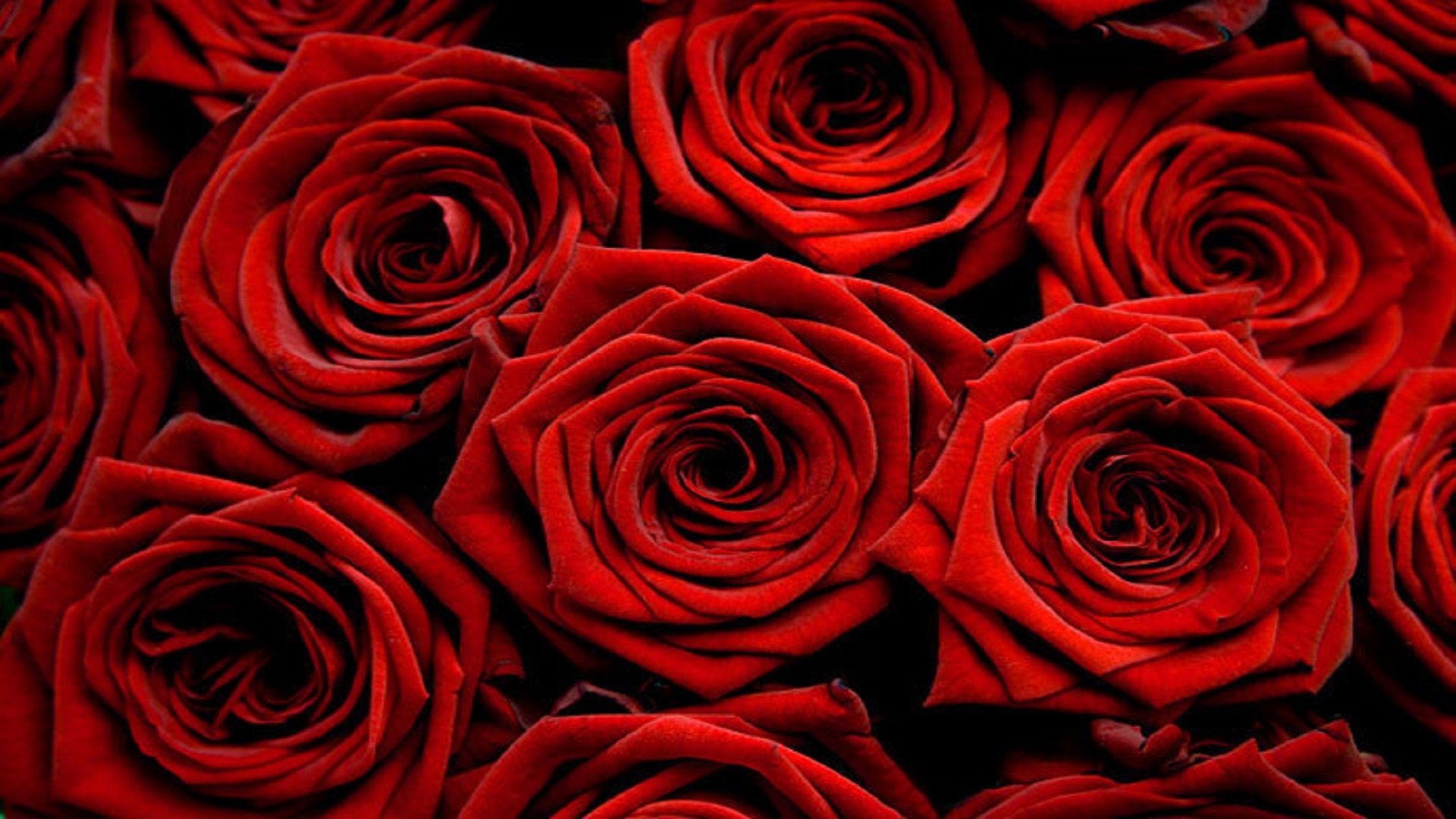 Rose rosse ravvicinate, 1920x1080 Full HD 1080p, PC Desktop