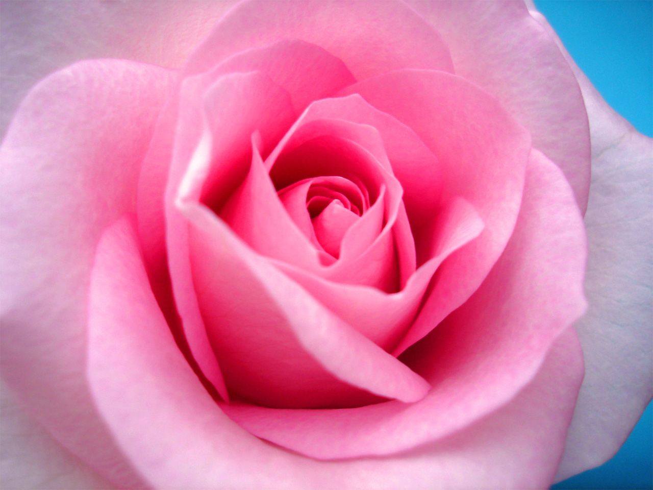 Rosa rosa in primo piano, 1280x960 720p, PC