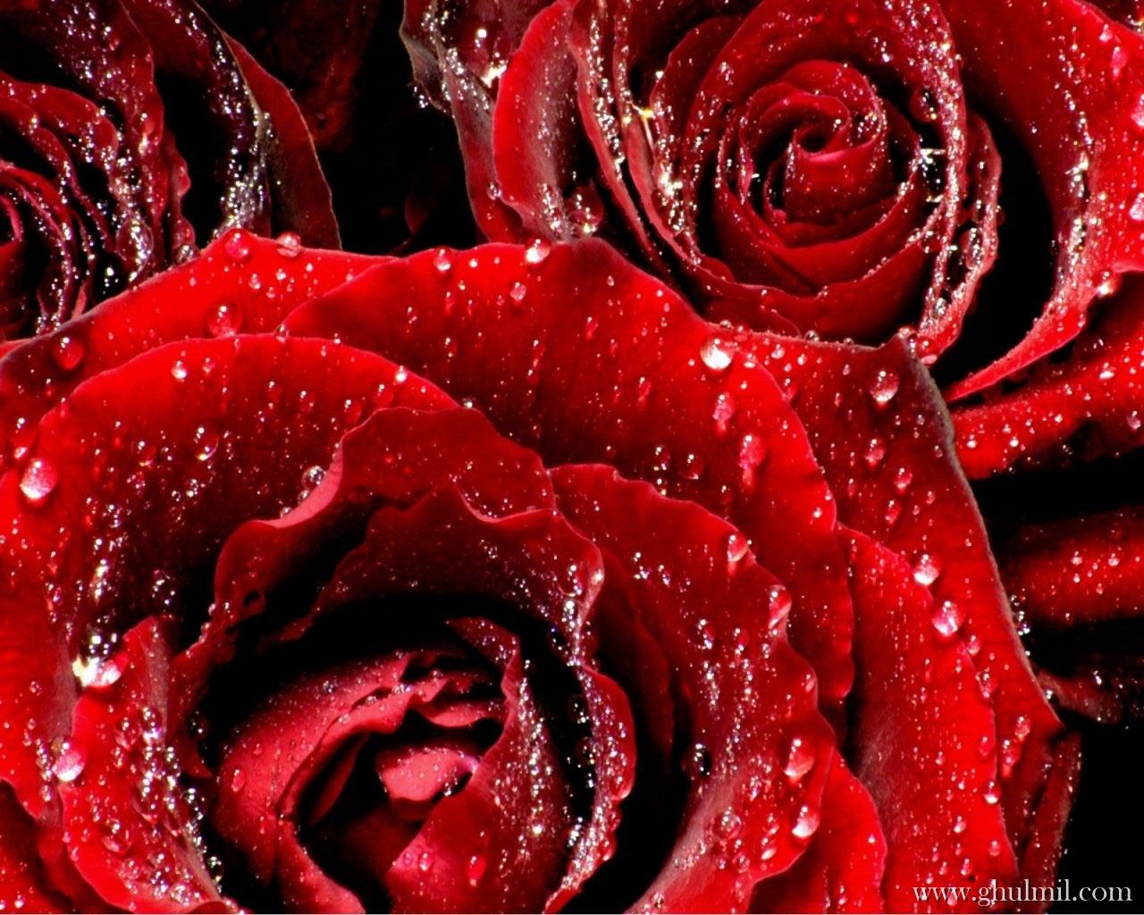 Rose rosse con gocce d'acqua, 1280x1024 HD, Desktop