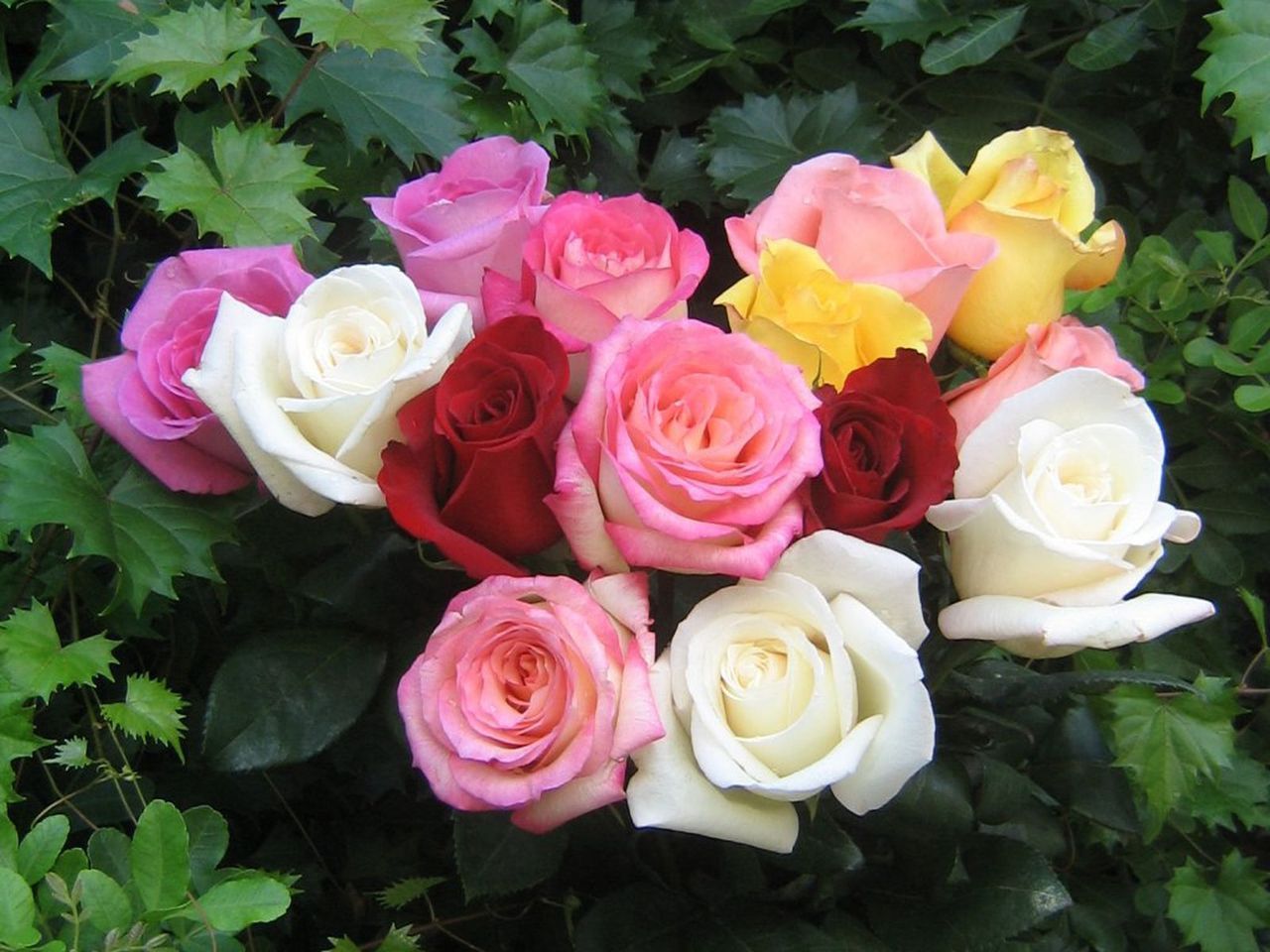 Mazzo rose multicolori, 1280x960 720p, Laptop