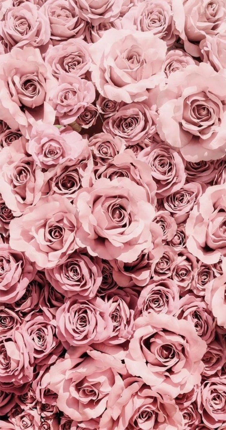 Rose rosa cipria fitte, 757x1441 Full HD Verticale, iPhone