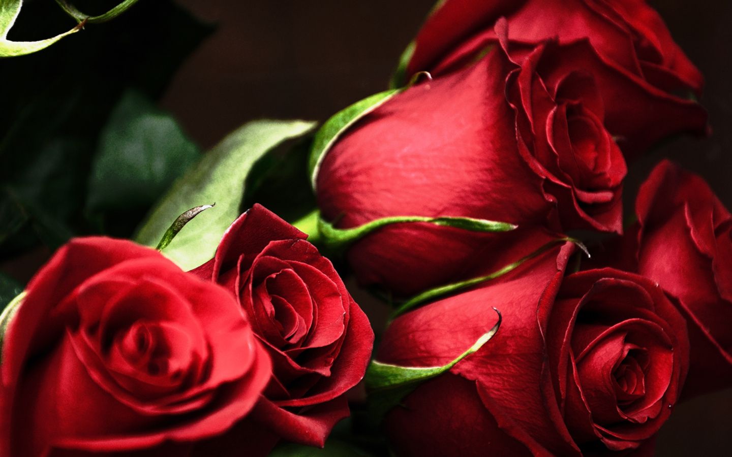 Rose rosse su sfondo scuro, 1440x900 720p, MacBook Air