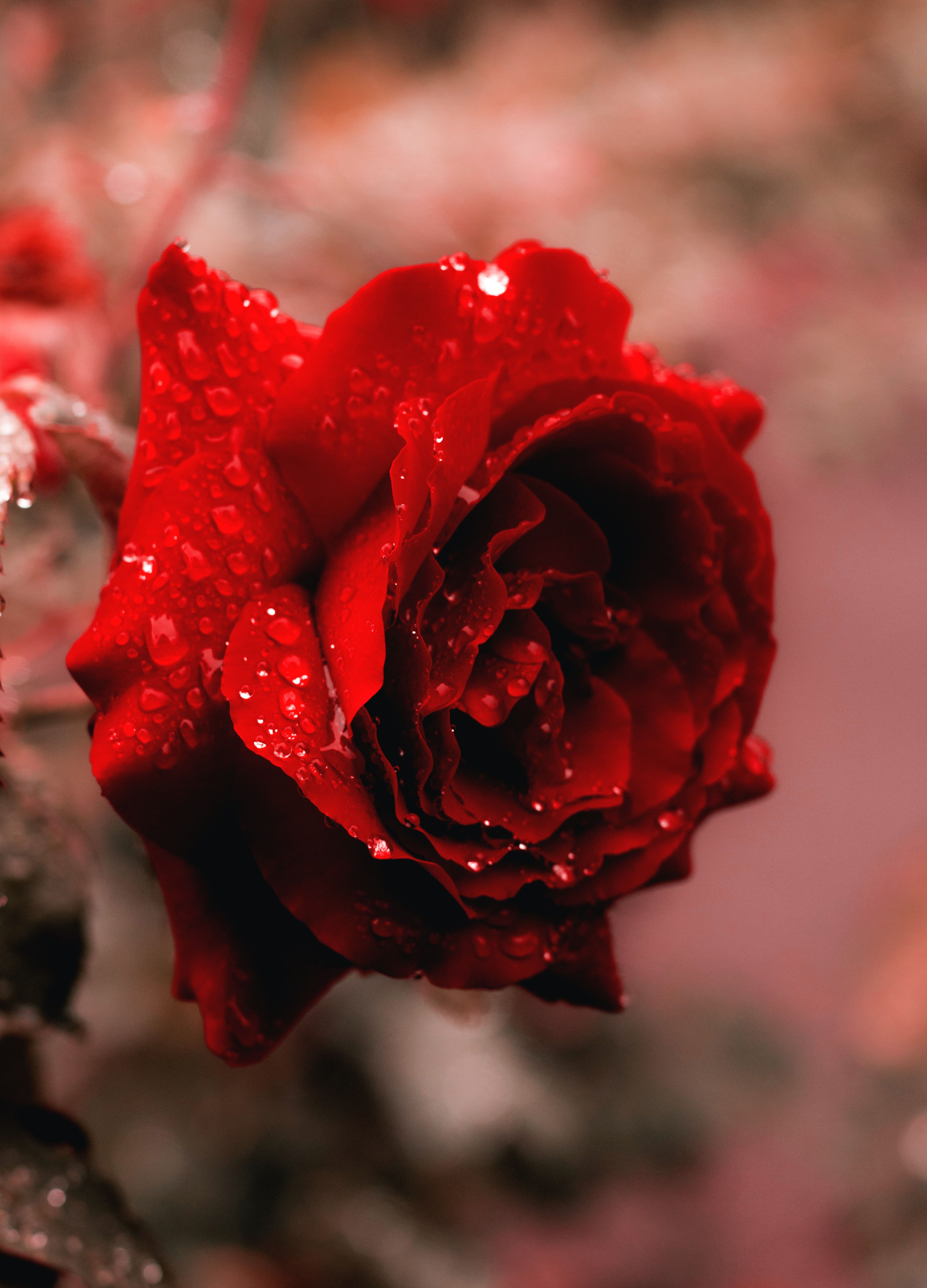 Rosa rossa con gocce d'acqua, 3784x5256 Verticale, Mobile