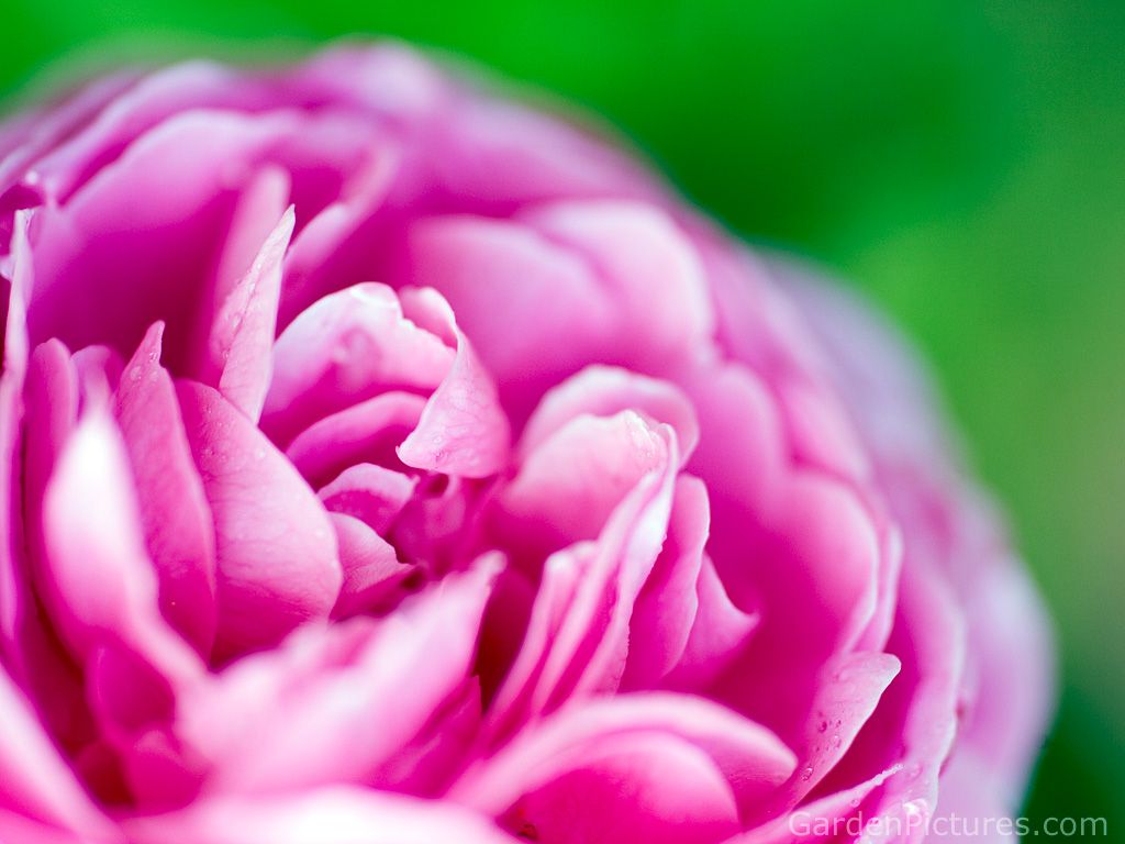 Rosa rosa in primo piano, 1024x768 HD, Laptop