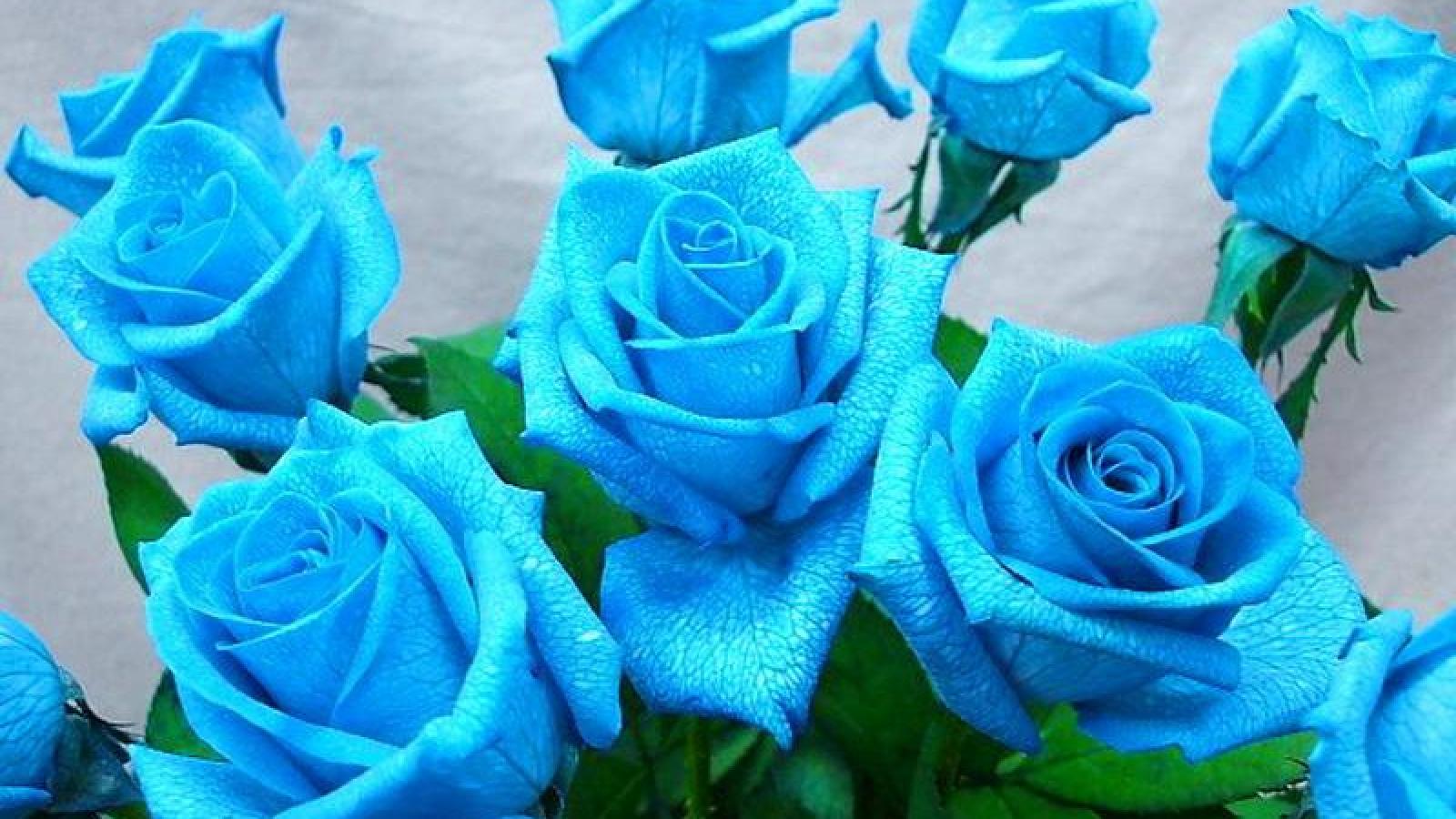 Rose blu con gocce d'acqua, 1600x900 HD, Desktop