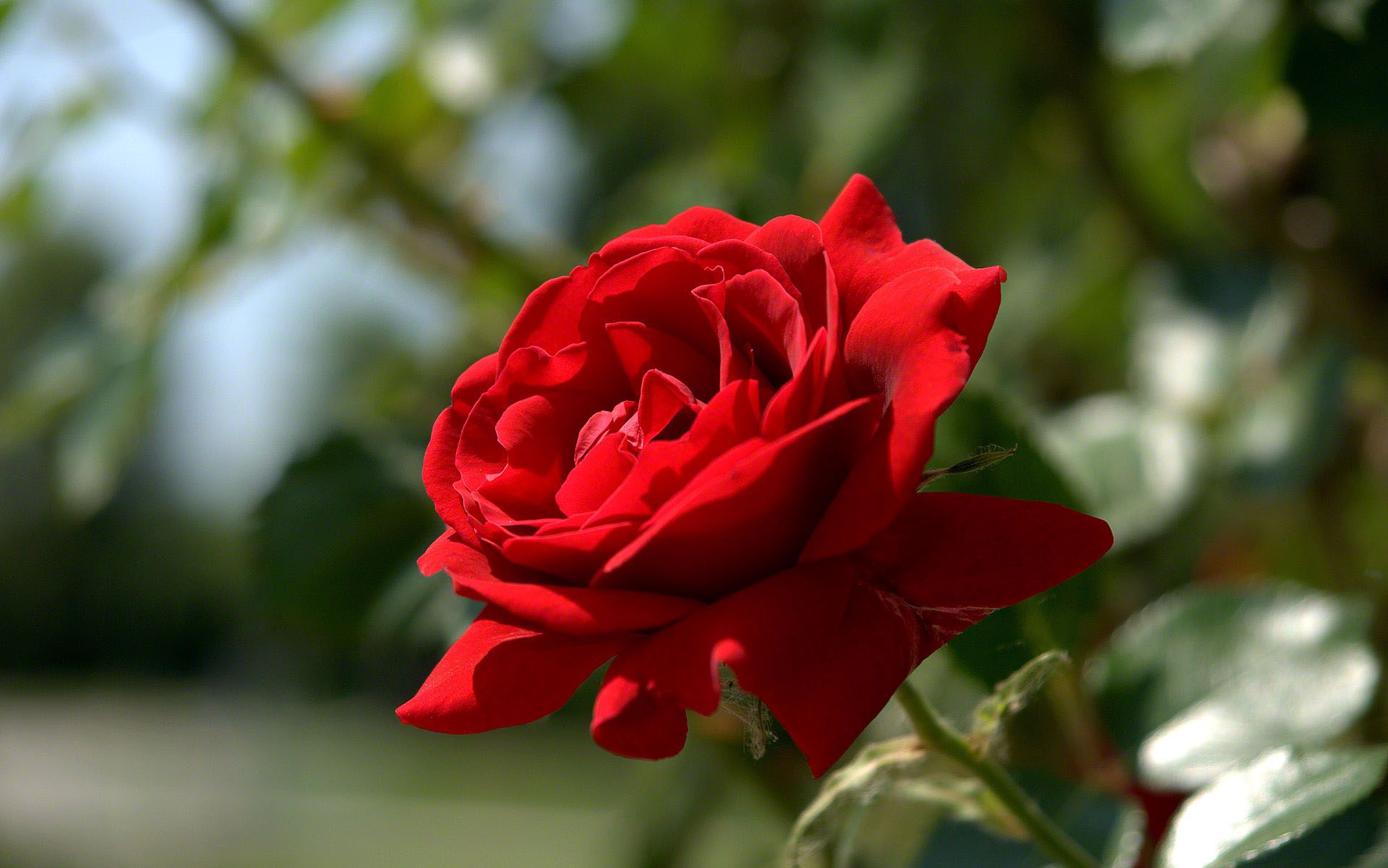 Rosa rossa in giardino, 1920x1201 Full HD+, PC Desktop