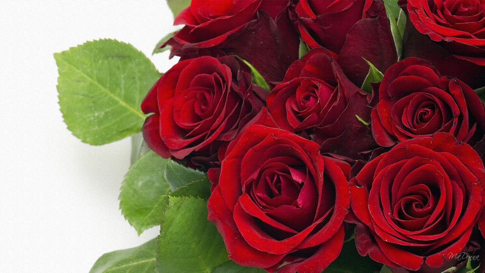 Bouquet rose rosse, 1600x900 900p, Laptop