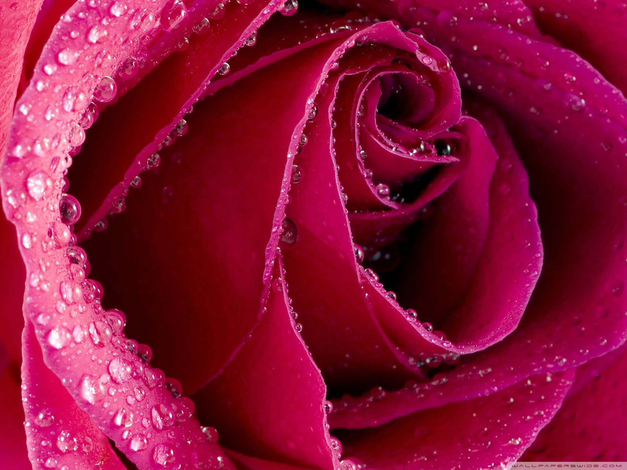 Rosa rosa con gocce d'acqua, 2048x1536 alta risoluzione, Desktop