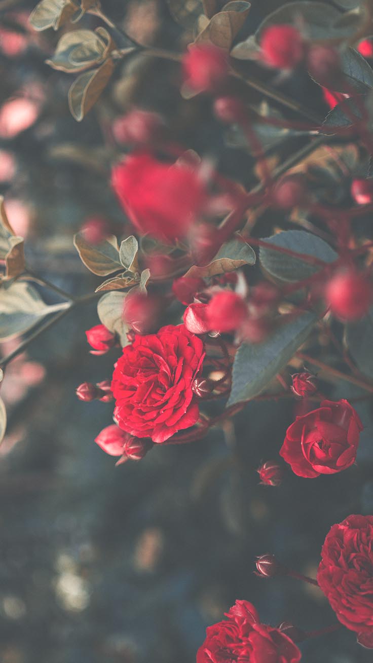 Rose rosse su cespuglio, 736x1308 Verticale, Mobile