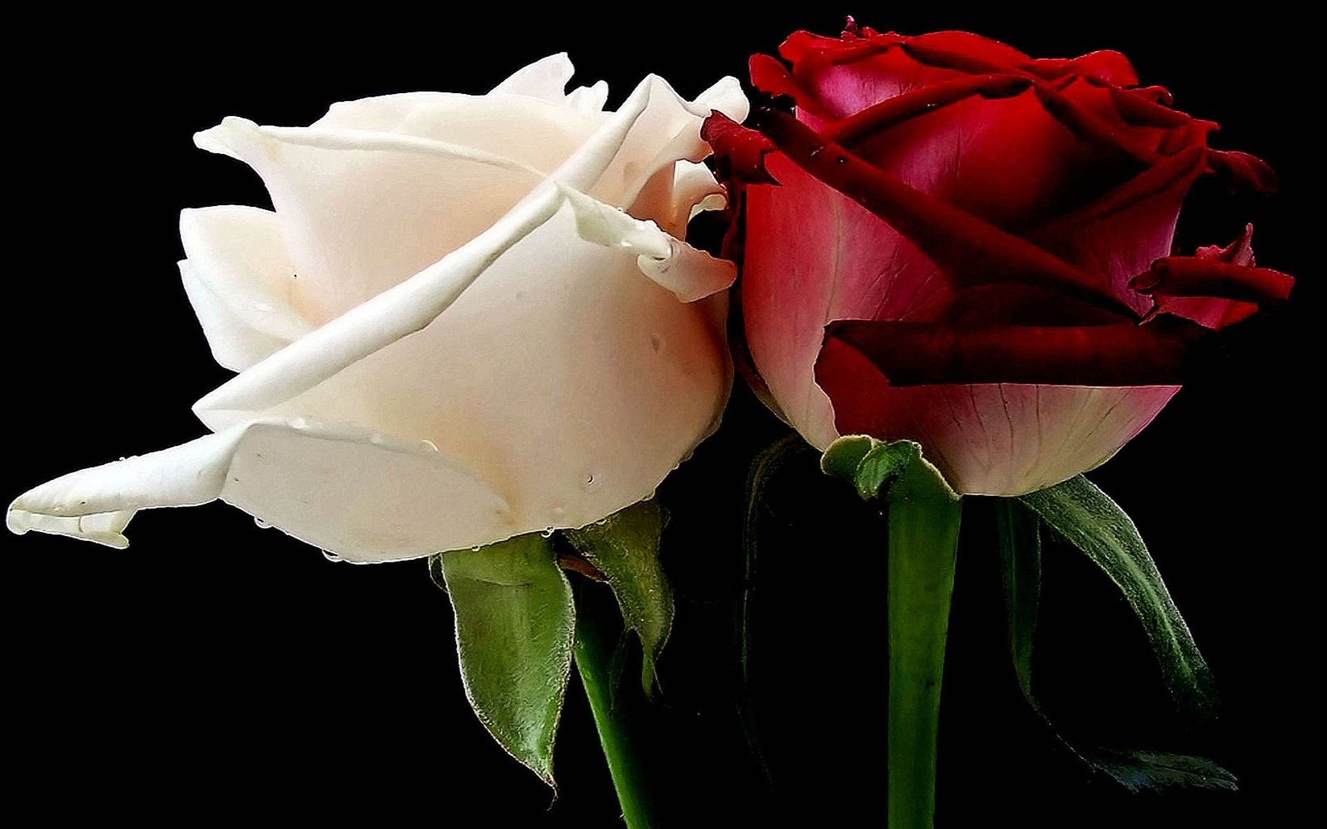 Rose bianca e rossa sfondo nero, 1920x1200 Full HD+ WUXGA, iMac