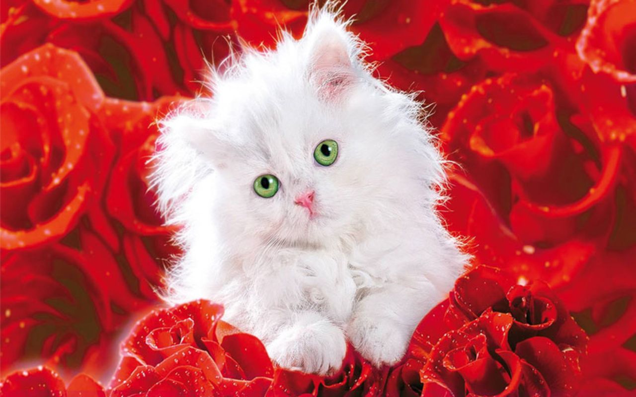 Gattino bianco tra rose rosse, 1280x800 HD, Desktop