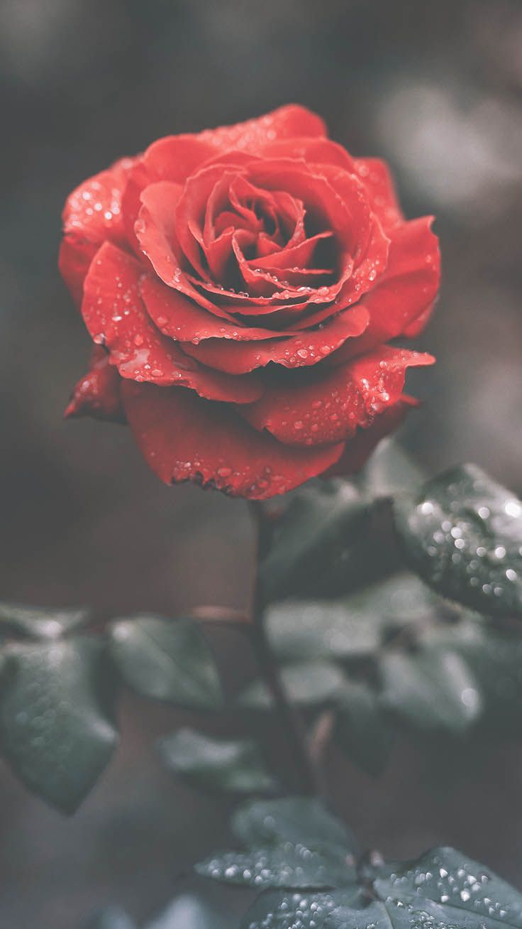 Rosa rossa con gocce d'acqua, 736x1308 Verticale, Telefono