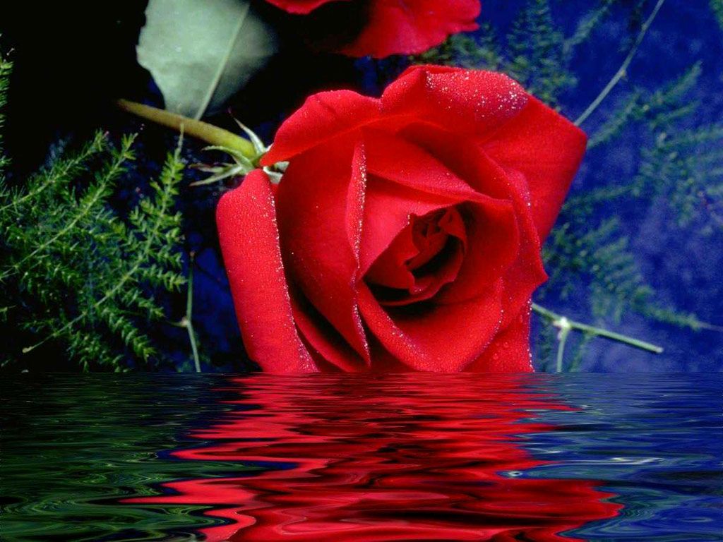 Rosa rossa con riflesso nell'acqua, 1024x768 HD, Laptop