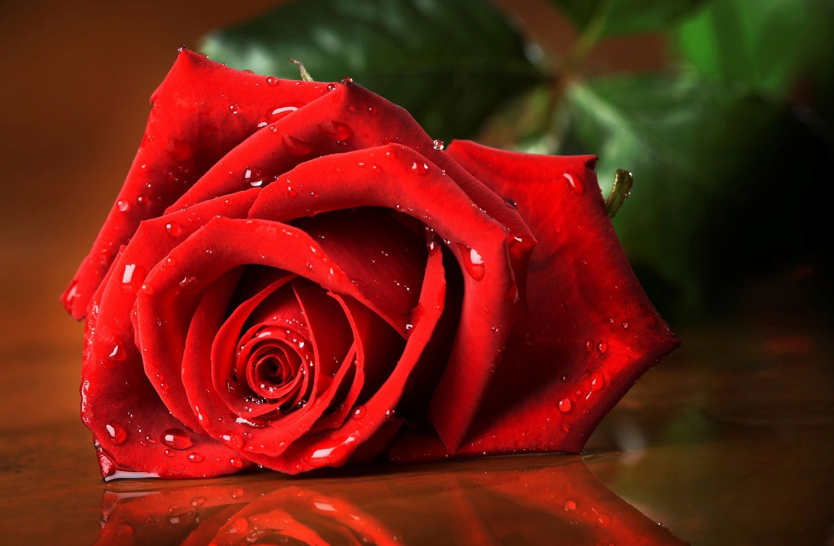 Rosa rossa con gocce d'acqua, 2900x1900 2K+, Desktop