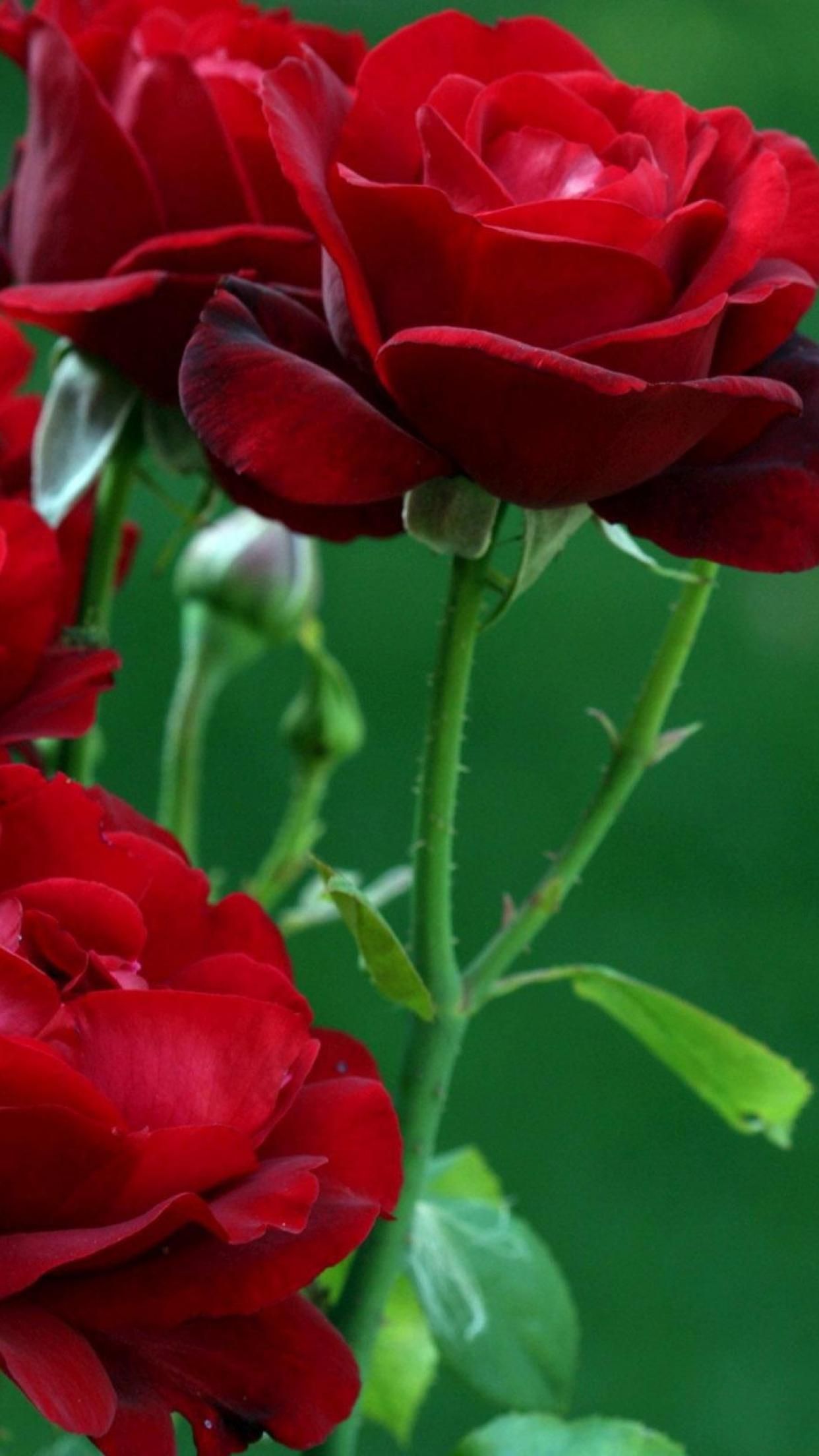 Rose rosse su sfondo verde, 1242x2208 Verticale, Mobile