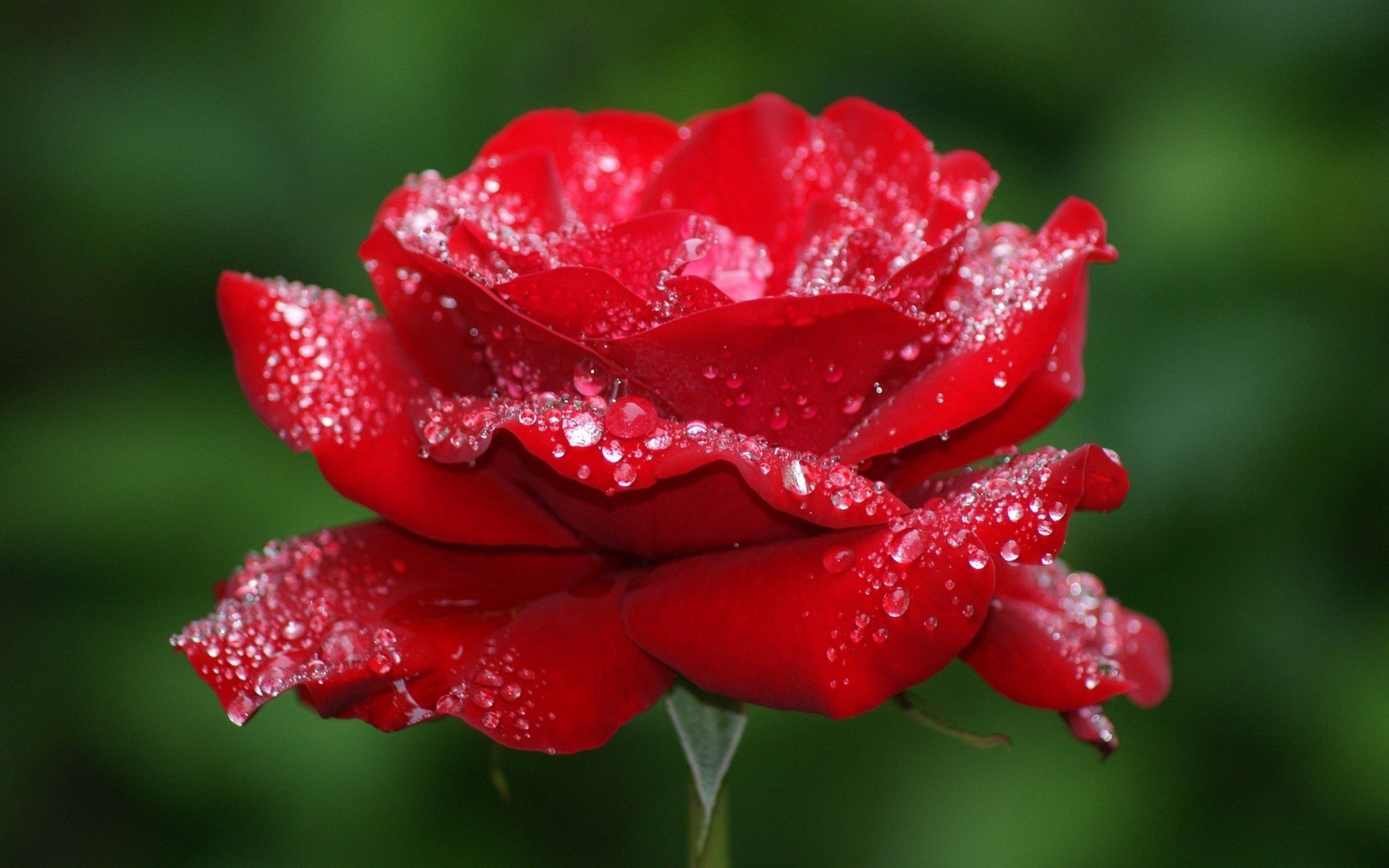 Rosa rossa con gocce d'acqua, 2880x1800 2K+, PC