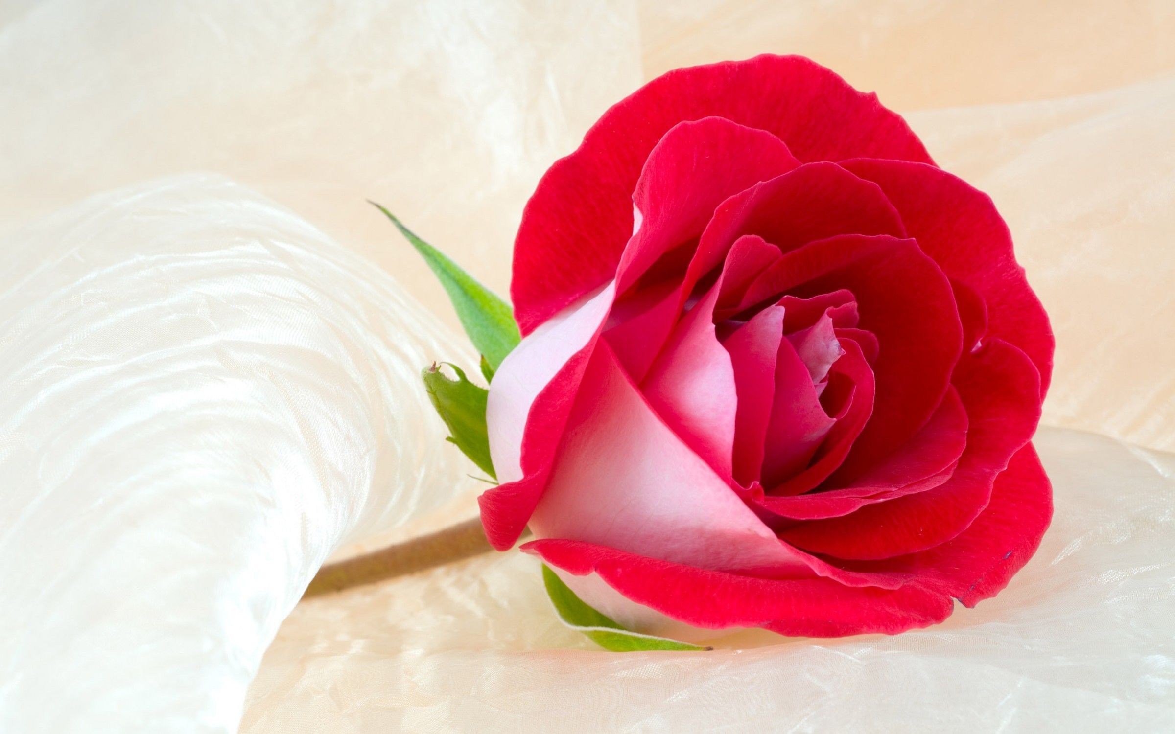 Rosa rossa su tessuto bianco, 2400x1500 alta risoluzione, Desktop