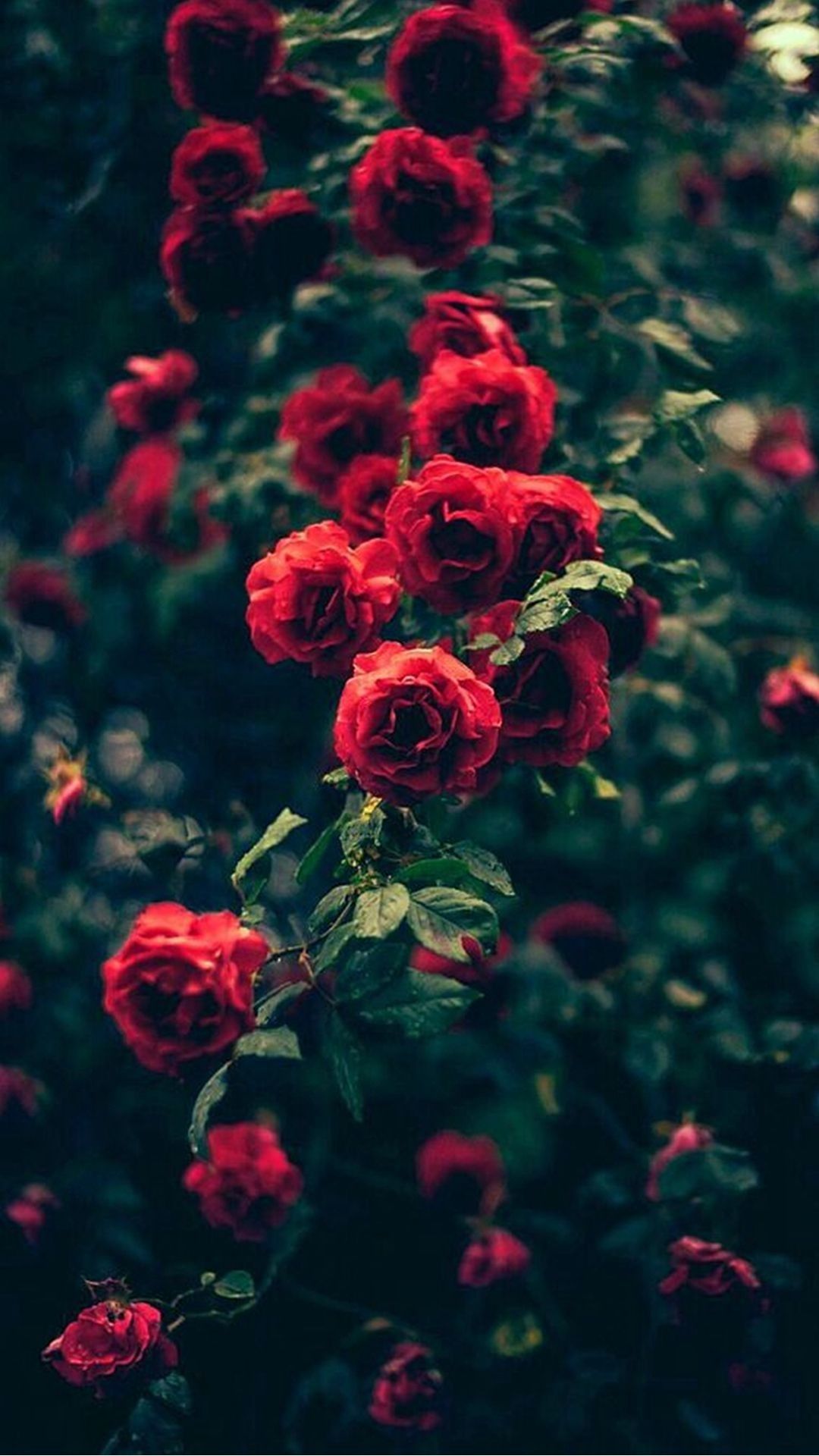 Rose rosse cespuglio scuro, 1080x1920 Verticale, Telefono