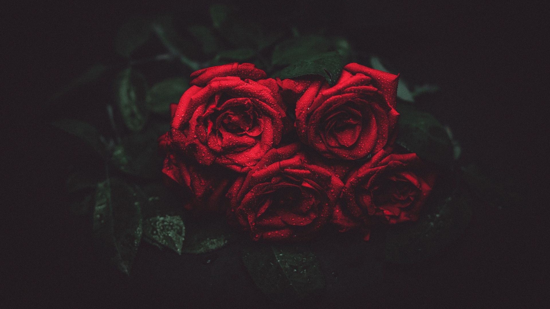 Rose rosse su sfondo scuro, 1920x1080 1080p, Laptop
