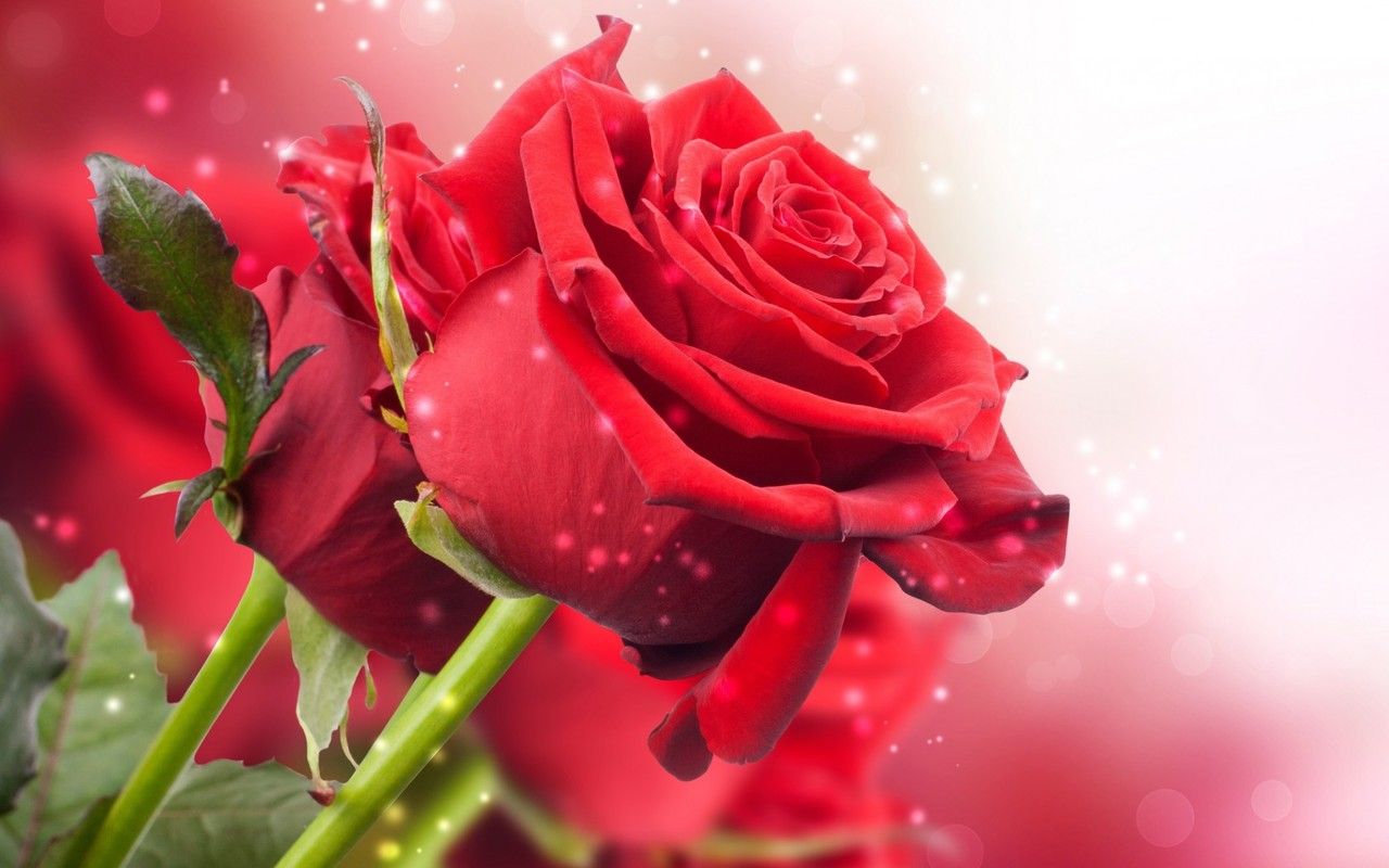 Rose rosse con luci bokeh, 1280x800 720p, PC