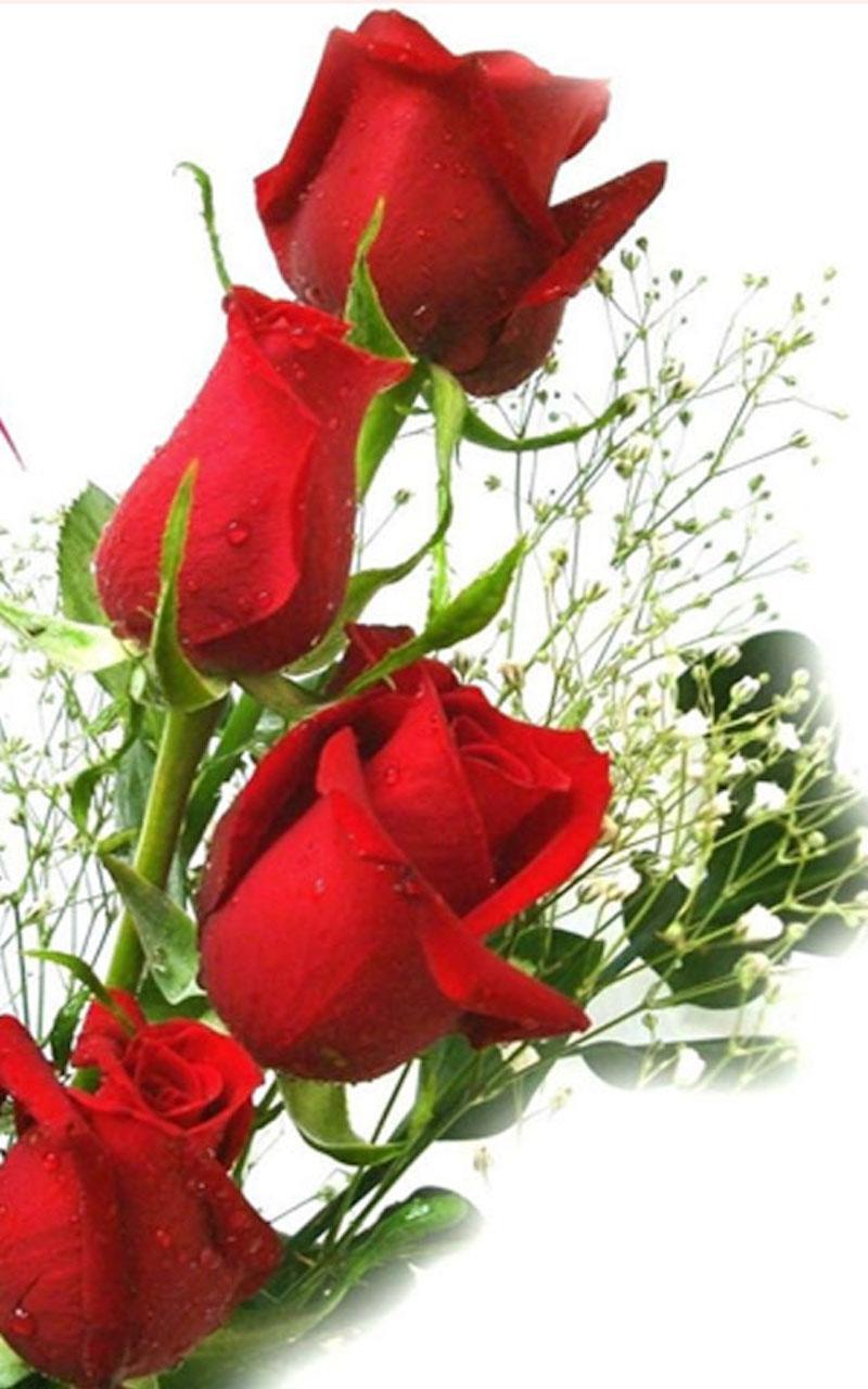 Rose rosse con gocce d'acqua, 800x1280 Verticale, Android
